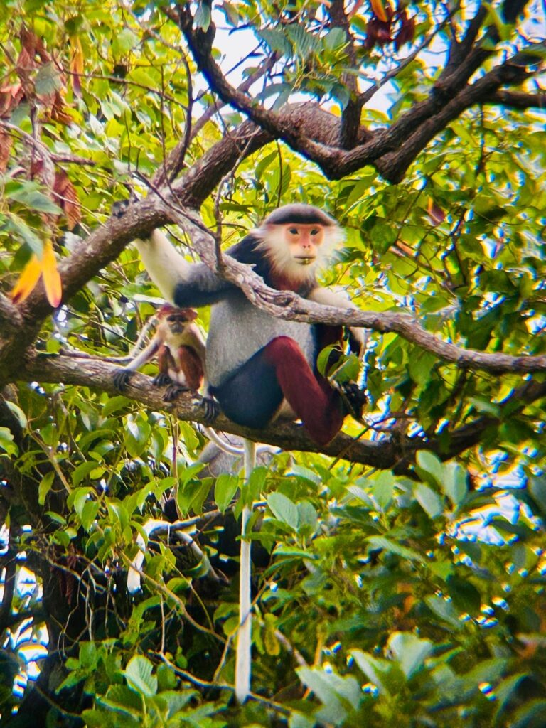 Finding The Most Endangered Monkey In The World